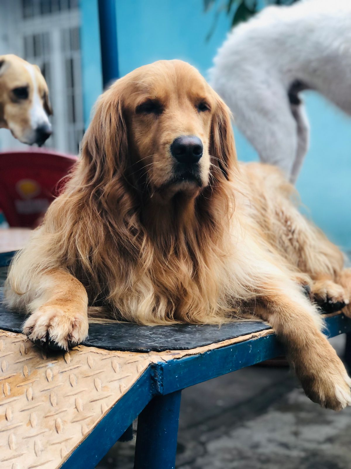 https://dominiocanino.com.br/wp-content/uploads/2025/10/dog-walker-passeio-cachorro-sp-21.jpeg