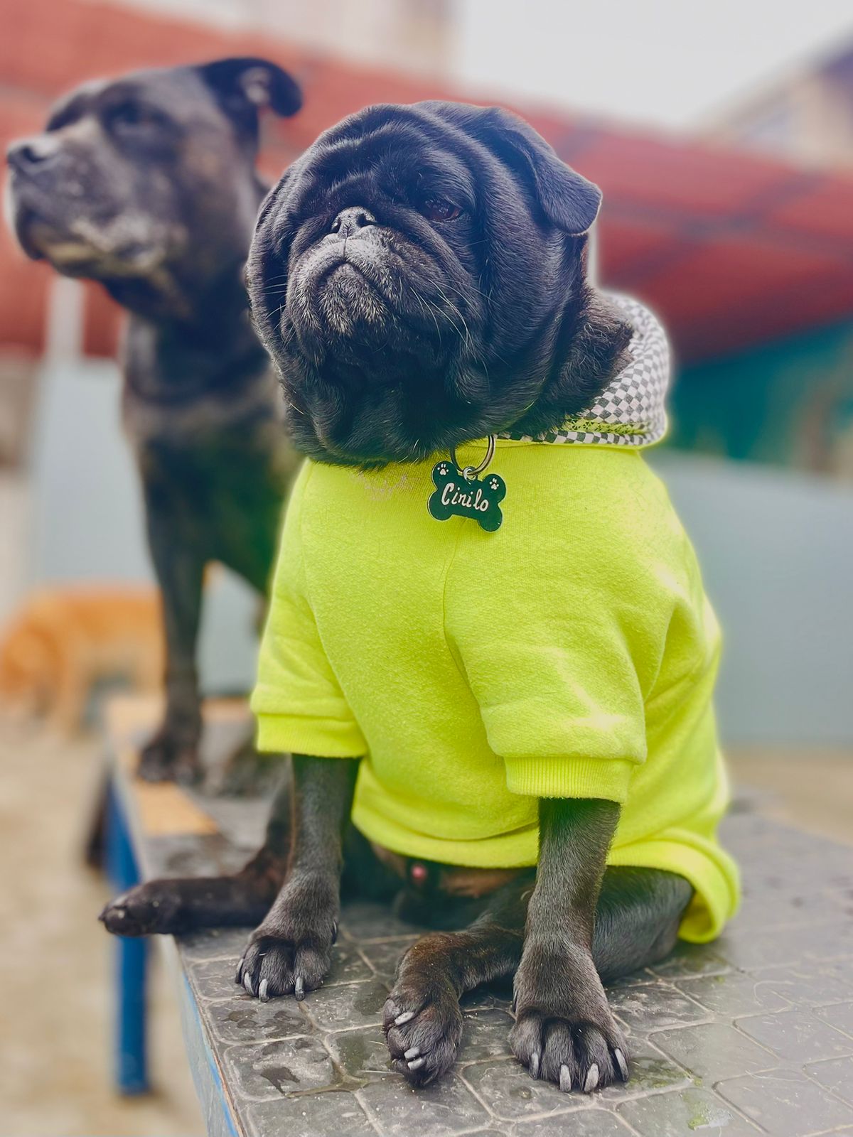 https://dominiocanino.com.br/wp-content/uploads/2025/10/dog-walker-passeio-cachorro-sp-40.jpeg