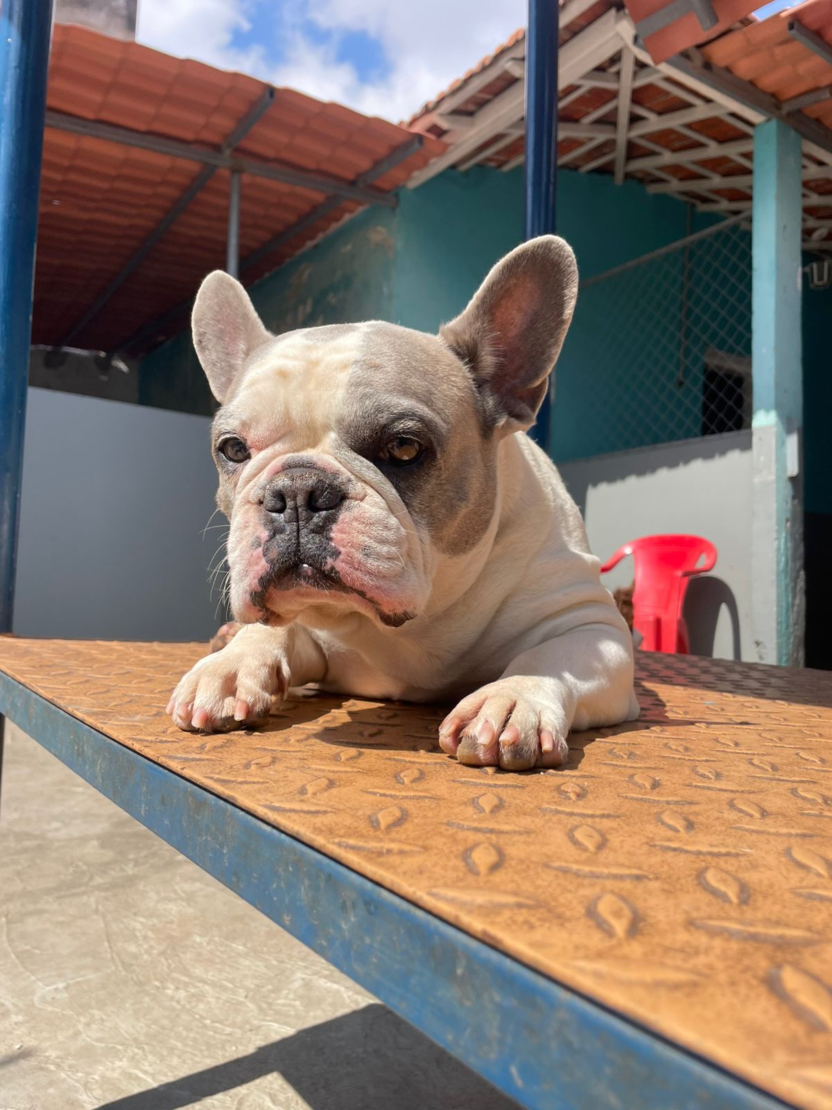 https://dominiocanino.com.br/wp-content/uploads/2025/10/dog-walker-passeio-cachorro-sp-49.jpeg